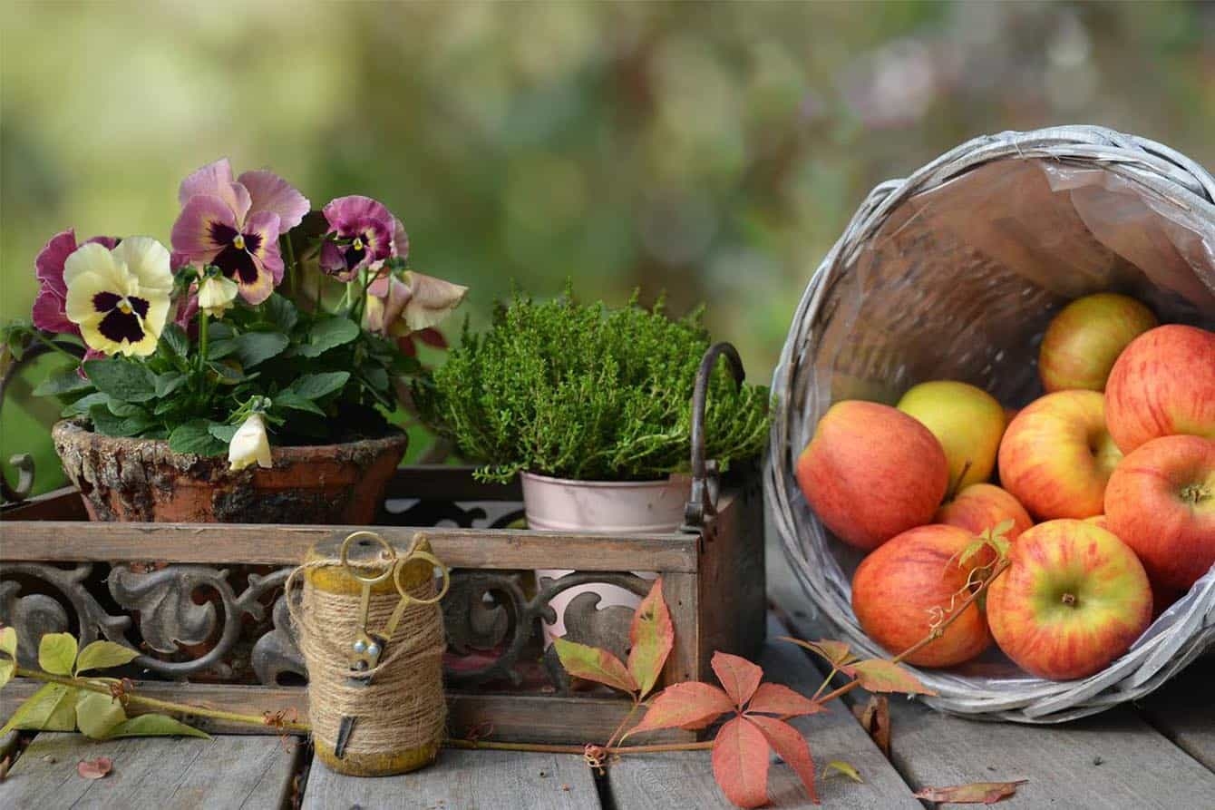 Harvest Preschool Ideas